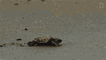 Crawling On Sand World Turtle Day GIF