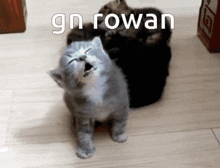 Rowan Gn GIF