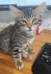 a kitten sits on a desk next to a computer keyboard