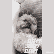 Sleepy Dog GIF - Sleepy Dog Sleep GIFs