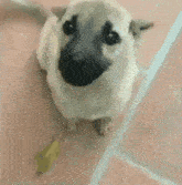 a small white dog is standing on a tiled floor and looking at the camera .