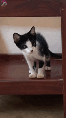 Cute Kitty Kitty Cat GIF - Cute Kitty Kitty Cat Black White Cat GIFs