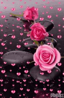Rose Petals GIF