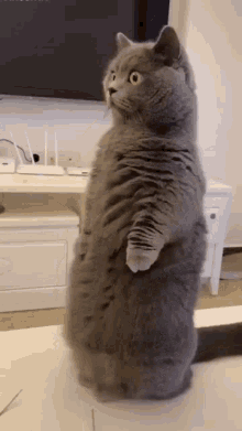 Cute Cat Cat GIF - Cute Cat Cat Gray Cat GIFs