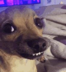 Cute Dogs GIF - Cute Dogs Smile Dog GIFs