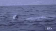 Whale Shark GIF - Whale Shark Good Morning GIFs