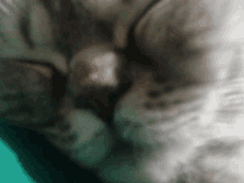 Percy Cat GIF - Percy Cat Meow GIFs