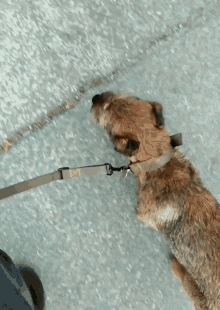 Dog Pet GIF - Dog Pet Walk GIFs