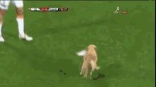 They Just Love Him So Much! GIF - Animals Dogs Soccer GIFs