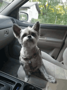 Pup Dog GIF - Pup Dog Terrier GIFs