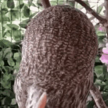 Owl What Is It GIF - Owl What Is It What Do You Want GIFs