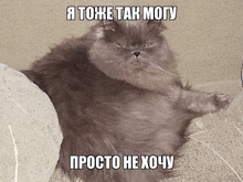 a gray cat is sitting on a couch with a caption in a foreign language
