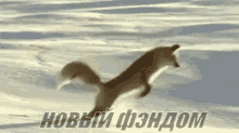 лиса лисичка прыгать снег с головой фэндом GIF - Fox Jumping Faceplant GIFs