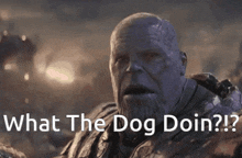 What The Dog Doin Thanos GIF - What The Dog Doin Thanos Marvel GIFs