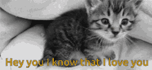 Cat Hey There GIF - Cat Hey There I Know That GIFs