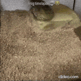 a frog is sitting on top of a pile of gravel .