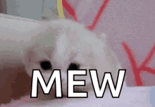 Mew Cat GIF - Mew Cat Kitten GIFs