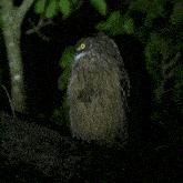 a wet owl with yellow eyes sits on a tree branch