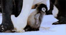 Penguin Yes GIF - Penguin Yes Raise Flippers GIFs