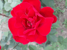 Trandafir Roșu GIF - Trandafir Roșu GIFs
