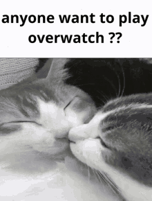 Cats Kissing GIF - Cats Kissing Overwatch GIFs