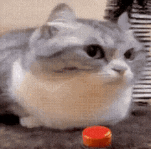 a cat is laying on the floor looking at a red button .