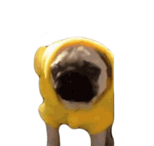 tongue out wearing costume pug yellow costume dog