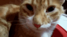 a close up of a cat looking at the camera