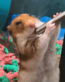 Hamstersuck Hamster Meme GIF
