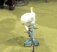 Cockatoo Bike Ride GIF - Cockatoo Bike Ride Riding Bicycle GIFs