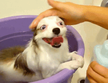 Bath Time Cute GIF - Bath Time Cute Dog GIFs
