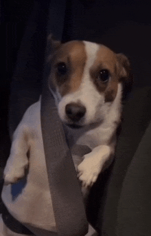 a small brown and white dog is sitting on a seat belt