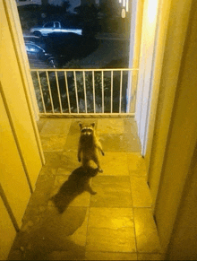 a raccoon standing on its hind legs on a porch