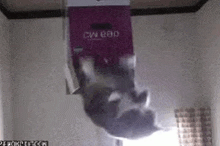 Spin Cat Down GIF - Spin Cat Down GIFs