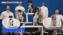 Dogs Funny Dog GIF - Dogs Funny Dog Respect GIFs