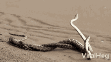 Battle Of Pythons Carpet Python GIF - Battle Of Pythons Carpet Python Viralhog GIFs