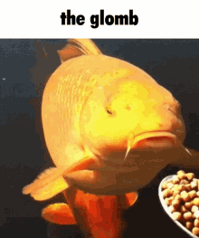 The Glomb Fish Activity GIF - The Glomb Fish Activity Fish GIFs