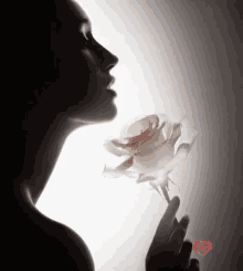Sensual Rose GIF - Sensual Rose GIFs