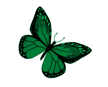 butterfly green