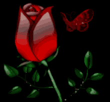 Rose Amiga GIF - Rose Amiga Mi GIFs