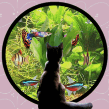 aquarium 3d gifs artist tropical fish fish tank black cat