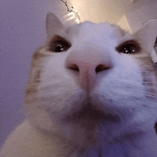 a close up of a cat 's nose looking at the camera