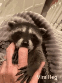 raccoon viralhog sucking cute hungry