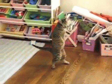 Play Me Out! GIF - Cat Step Back Get Back GIFs
