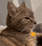 a close up of a cat 's face with a yellow tag on its neck that says ' amanda '