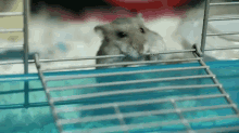 Hamster Wants To Get Out Of Cage But Doesn'T Dare To Jump GIF - Hamster Cage Jump GIFs