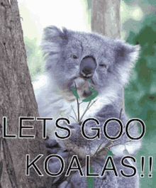 Koalahashklub GIF - Koalahashklub Koala GIFs