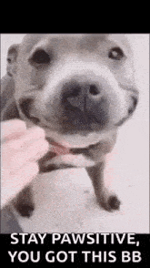 Pitbull Dog GIF