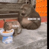 a cat is eating from a bowl next to a monkey that says monero dc on the bottom