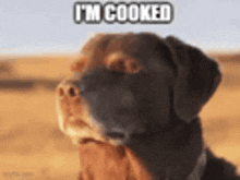 a close up of a dog with the words i 'm cooked on it